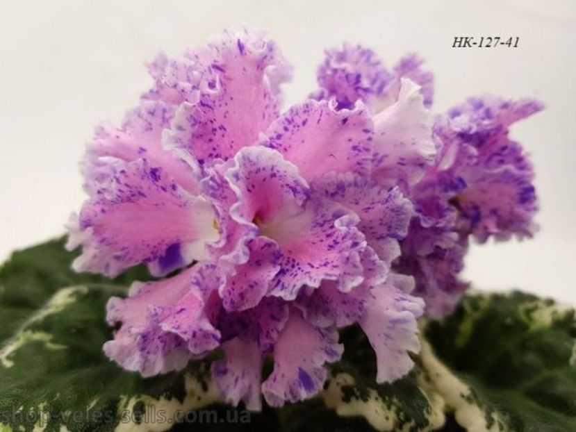 НК-Цветландiя - DORINTE