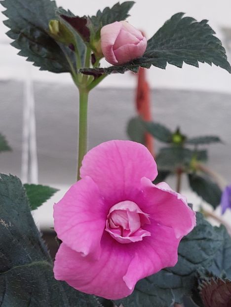  - RF-S KING FAVORITE