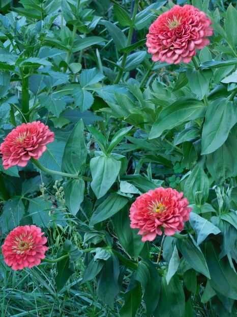 Zinnia Salmon rose - Gradina 2022