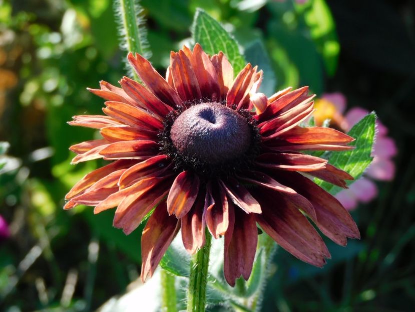 Rudbeckia Sahara - Gradina 2022