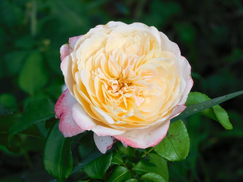 Domaine de Chantilly - - Colectie trandafiri