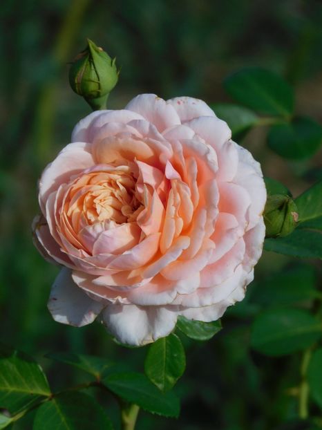 Elizabeth Stuart - -Trandafiri 2022