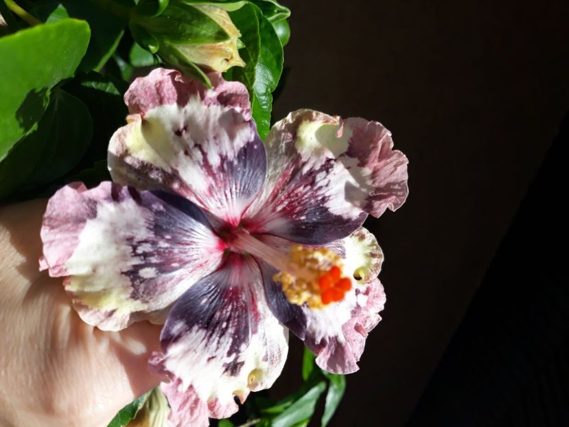 Rezervat Luv Marc Chagall - 50 lei 1 BUC - disponibil lastari neinradacinati de hibiscus
