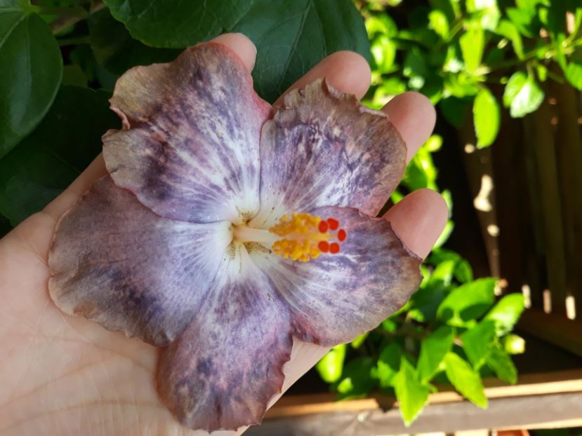  - Hibi Bo Den Mountains Mist