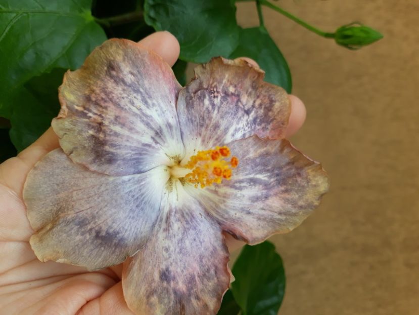  - Hibi Bo Den Mountains Mist