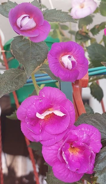 - PURPLE MYSTERY