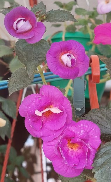  - PURPLE MYSTERY