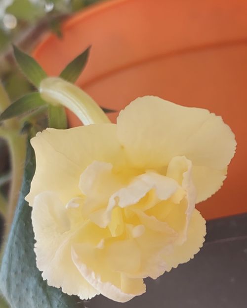  - YELLOW ENGLISH ROSE 2