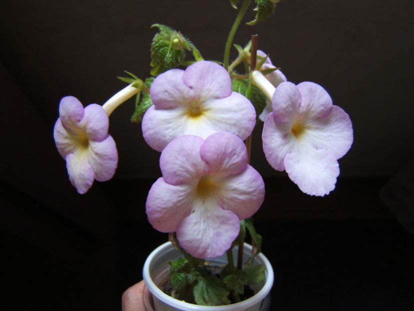 Sweet giant - Multumesc!