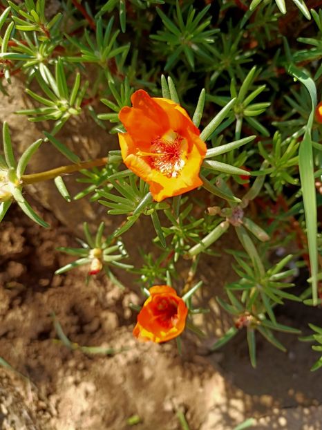 Img.2022.08.28 - Grădina mea de la țară