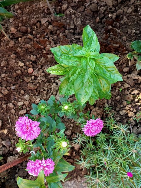 Img.2022.08.28 - Grădina mea de la țară