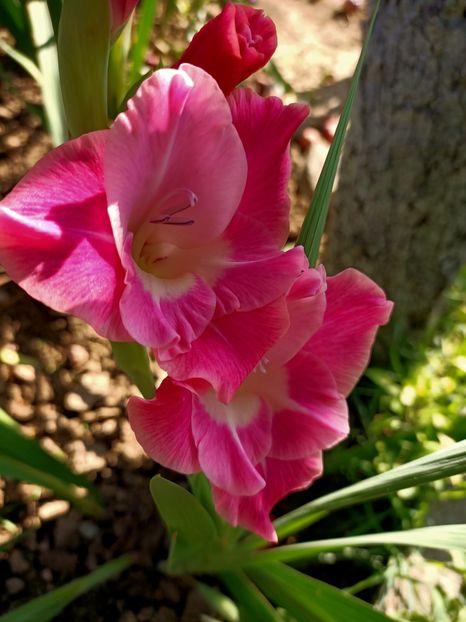 Img. 2022.08.28 - Grădina mea de la țară