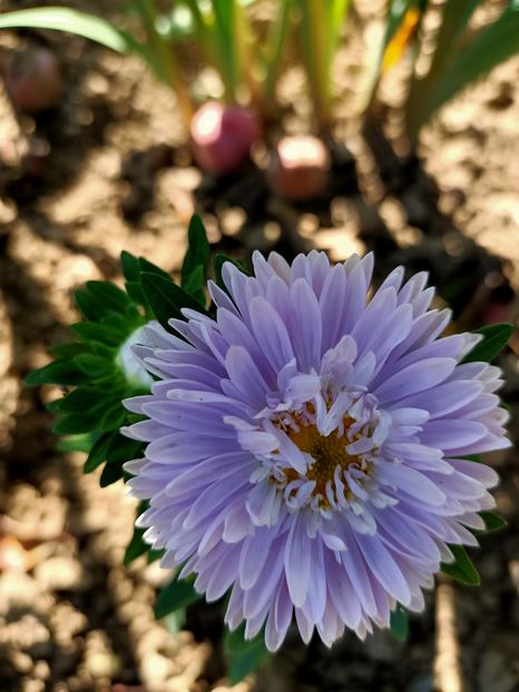 Img.2022.08.28 - Grădina mea de la țară