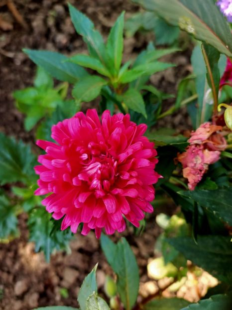 Img.2022.08.28 - Grădina mea de la țară