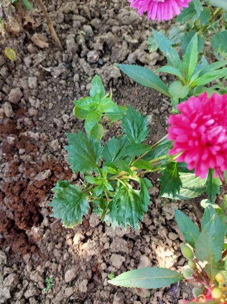 Img. 2022.08.28 - Grădina mea de la țară