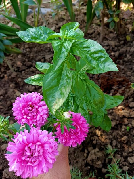 IMG20220828101645 - Grădina mea de la țară