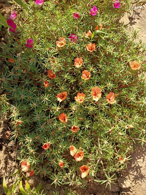 Img.2022.08.28 - Grădina mea de la țară