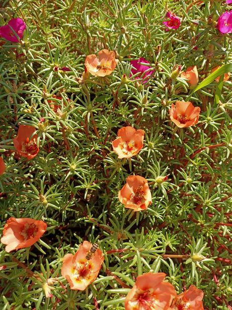 Img. 2022.08.28 - Grădina mea de la țară