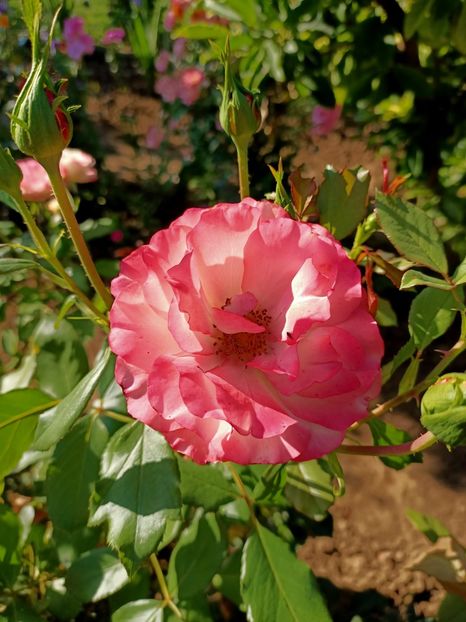 Img.2022.08.28 - Grădina mea de la țară