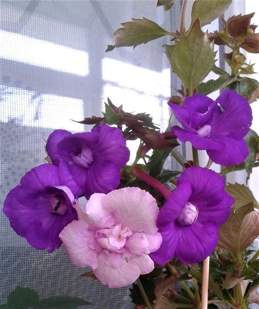  - Frumosi mei achi astazi