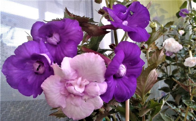  - Frumosi mei achi astazi