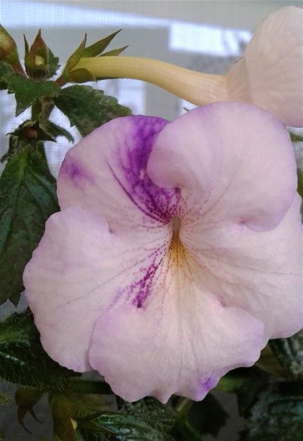  - Frumosi mei achi astazi