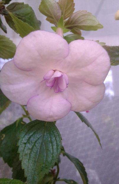  - Frumosi mei achi astazi