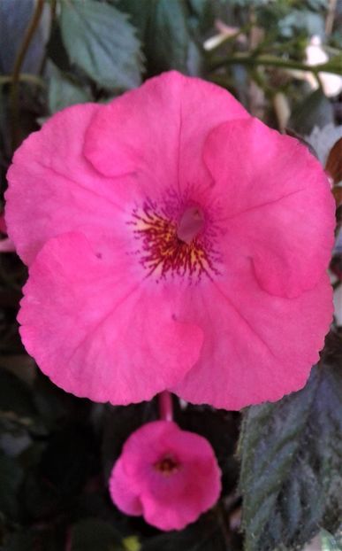  - Frumosi mei achi astazi