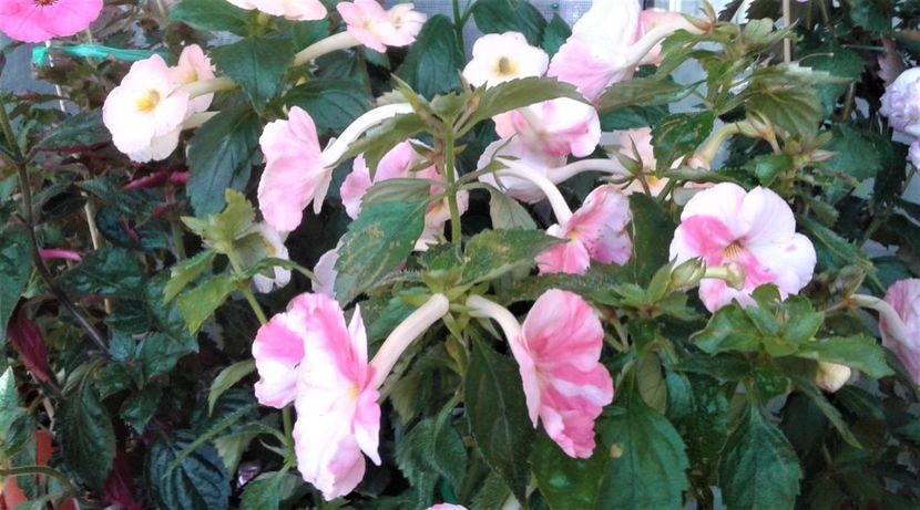  - Frumosi mei achi astazi