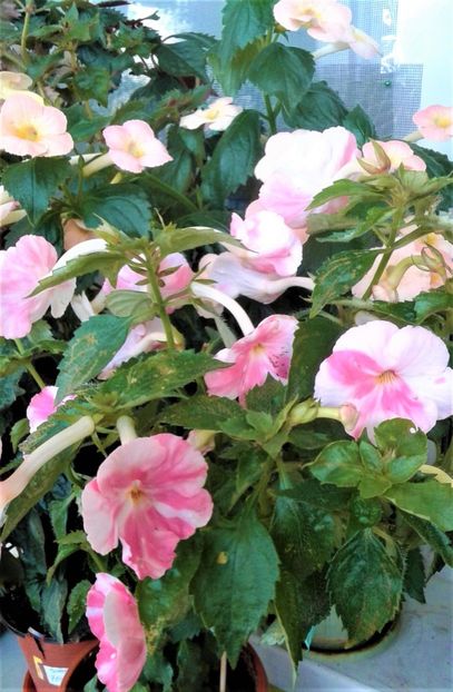  - Frumosi mei achi astazi