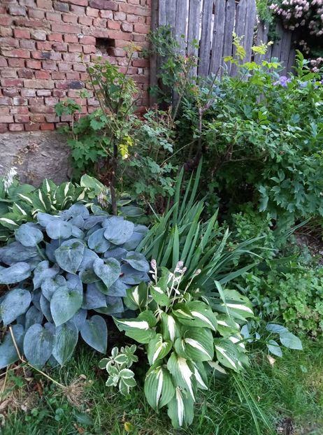  - 5 colete cu Hosta de vanzare