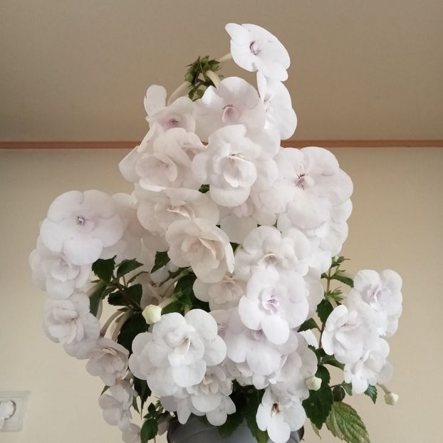 - Double Picotee Rose