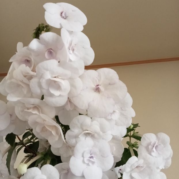  - Double Picotee Rose