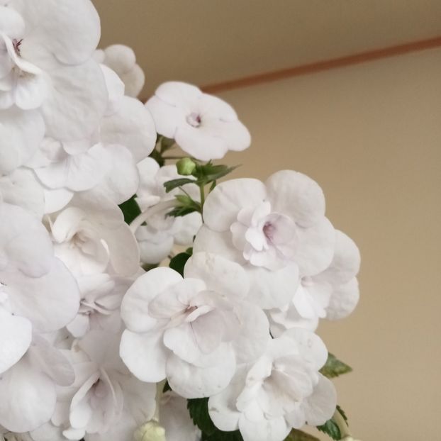  - Double Picotee Rose