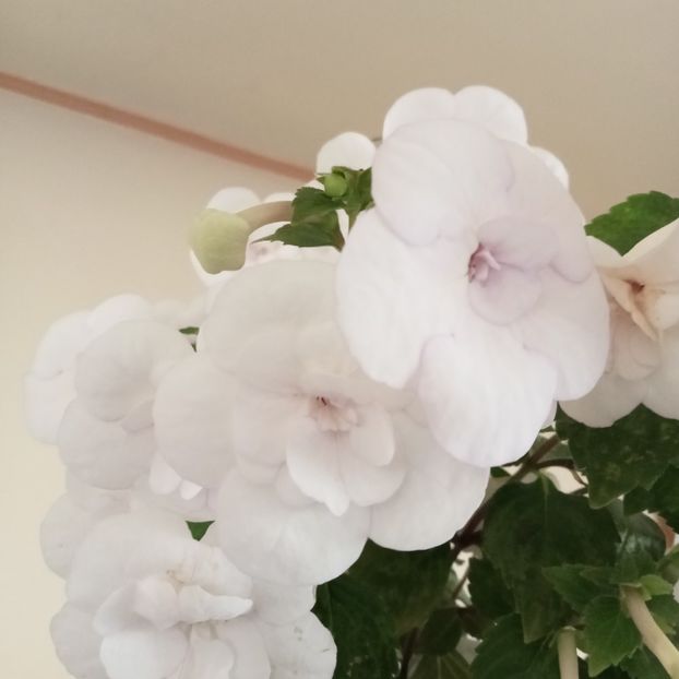 - Double Picotee Rose