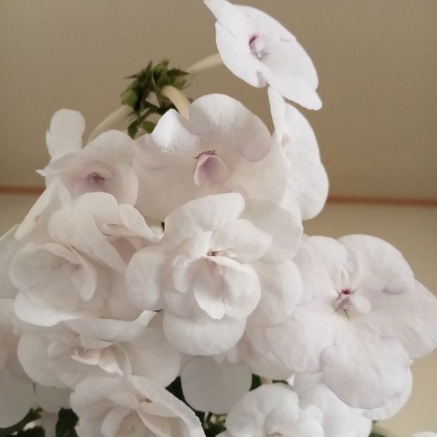  - Double Picotee Rose