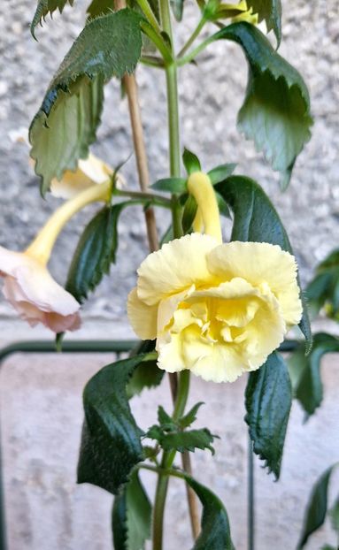  - Yellow English Rose R