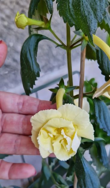  - Yellow English Rose R