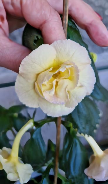  - Yellow English Rose R