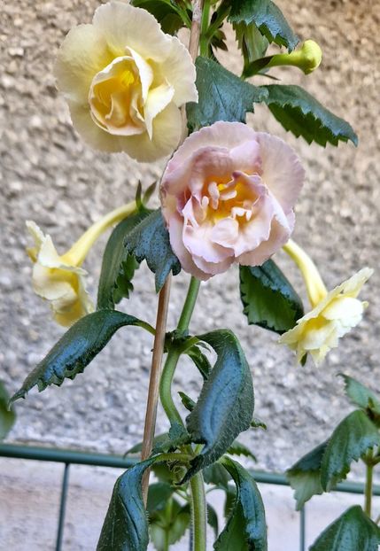  - Yellow English Rose R