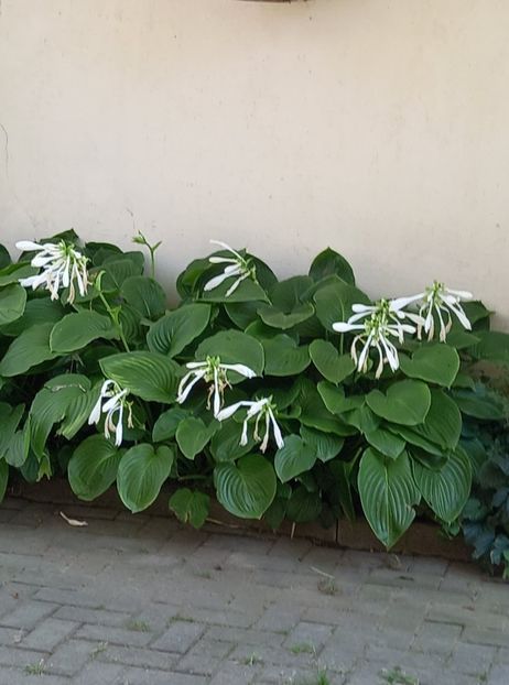 H. plantaginea - 5 colete cu Hosta de vanzare