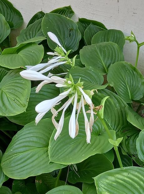  - 5 colete cu Hosta de vanzare