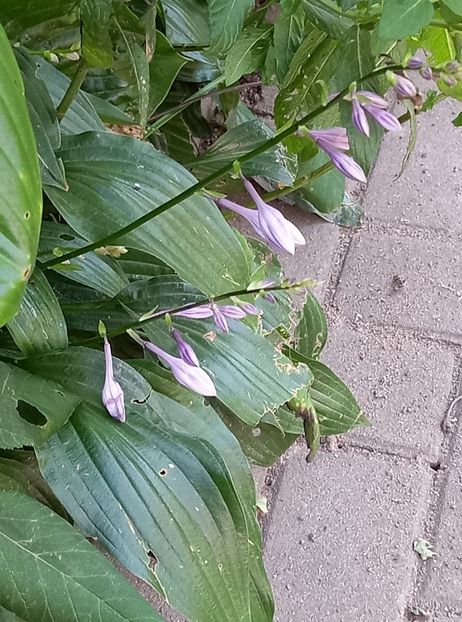 H. Leather Sheen - 5 colete cu Hosta de vanzare