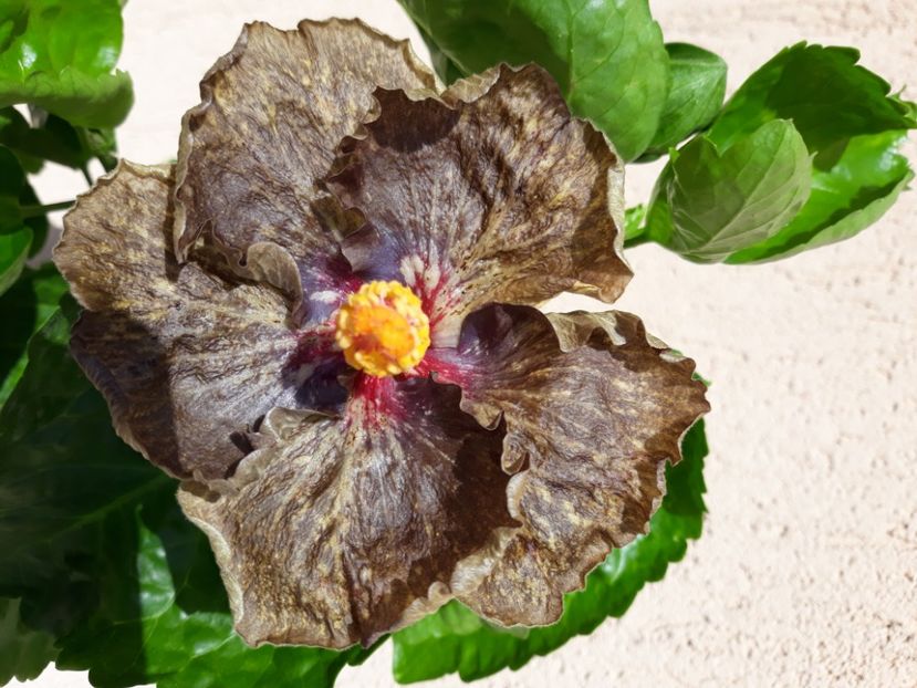  - Hibi Moorea Crazy Gold