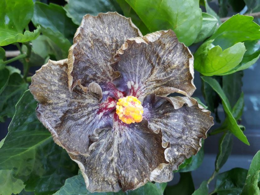  - Hibi Moorea Crazy Gold