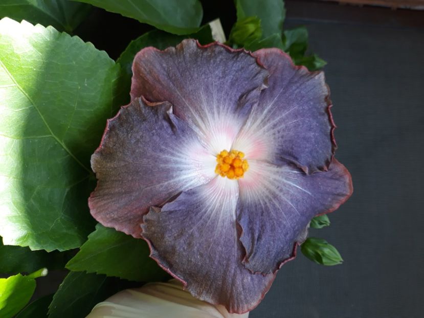 Rezervat Bo Den Medusa s Eye - 40 lei 1 BUC - disponibil lastari neinradacinati de hibiscus