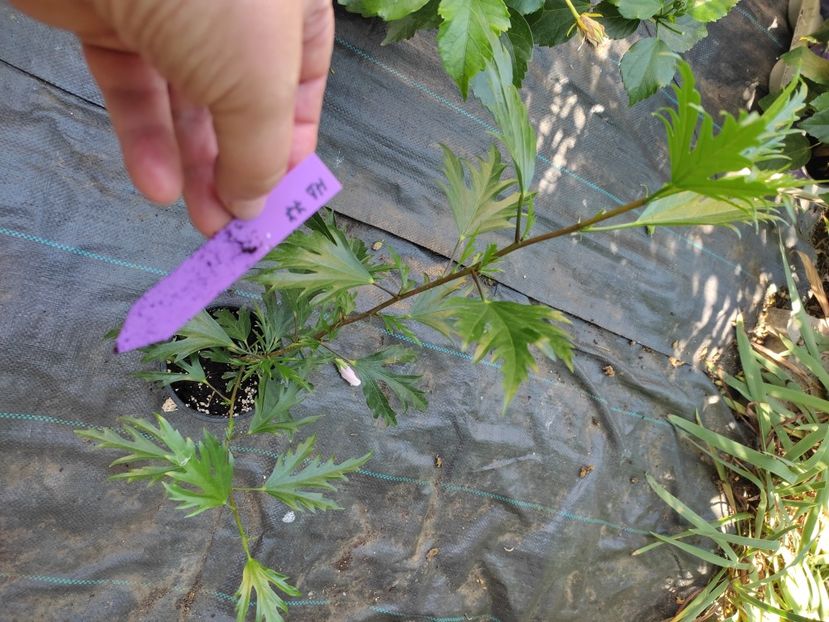  - HD 77 Christmas Dream