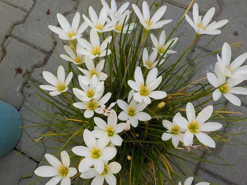  - zephiranthes