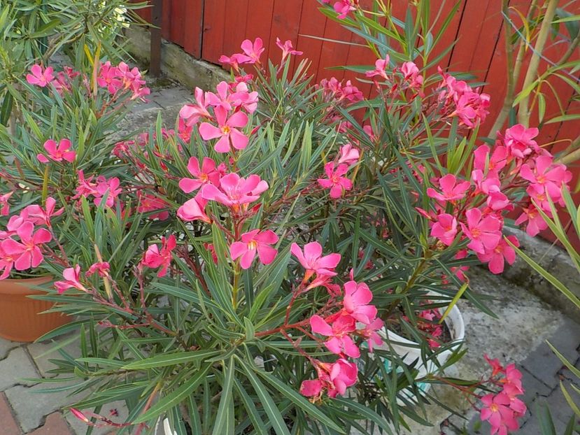  - papa gambeta nr 17