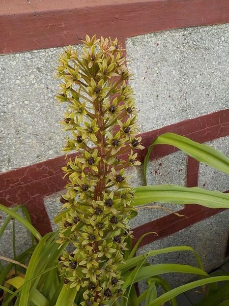  - eucomis